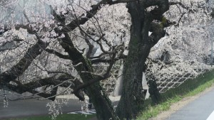 一宮木曽川堤防道路