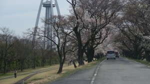 138タワー前の桜