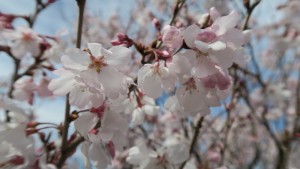 木によっては満開間近のものも