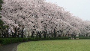 IMG_0644　大野極楽寺公園桜の園２