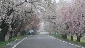 IMG_0657　極楽寺公園から光明寺公園への一方通行の堤防桜道