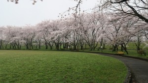 IMG_0641　大野極楽寺公園桜の園