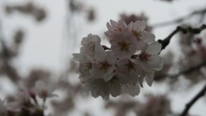 IMG_0651　　大野極楽寺公園桜の園３