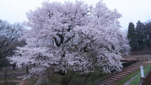 IMG_0602　樹冠回廊わきの桜