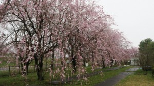 IMG_0635　管理センター隣の垂れ桜