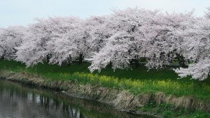 IMG_0725　清洲城大手橋上流右岸の桜並木