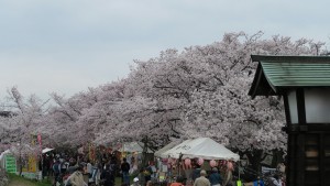 IMG_0780　清洲古城跡公園