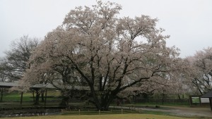 IMG_0626 やすらぎの池の桜