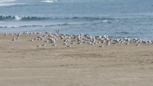 mini_IMG_6161