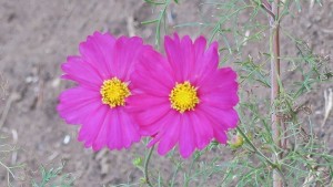 mini_IMG_1937
