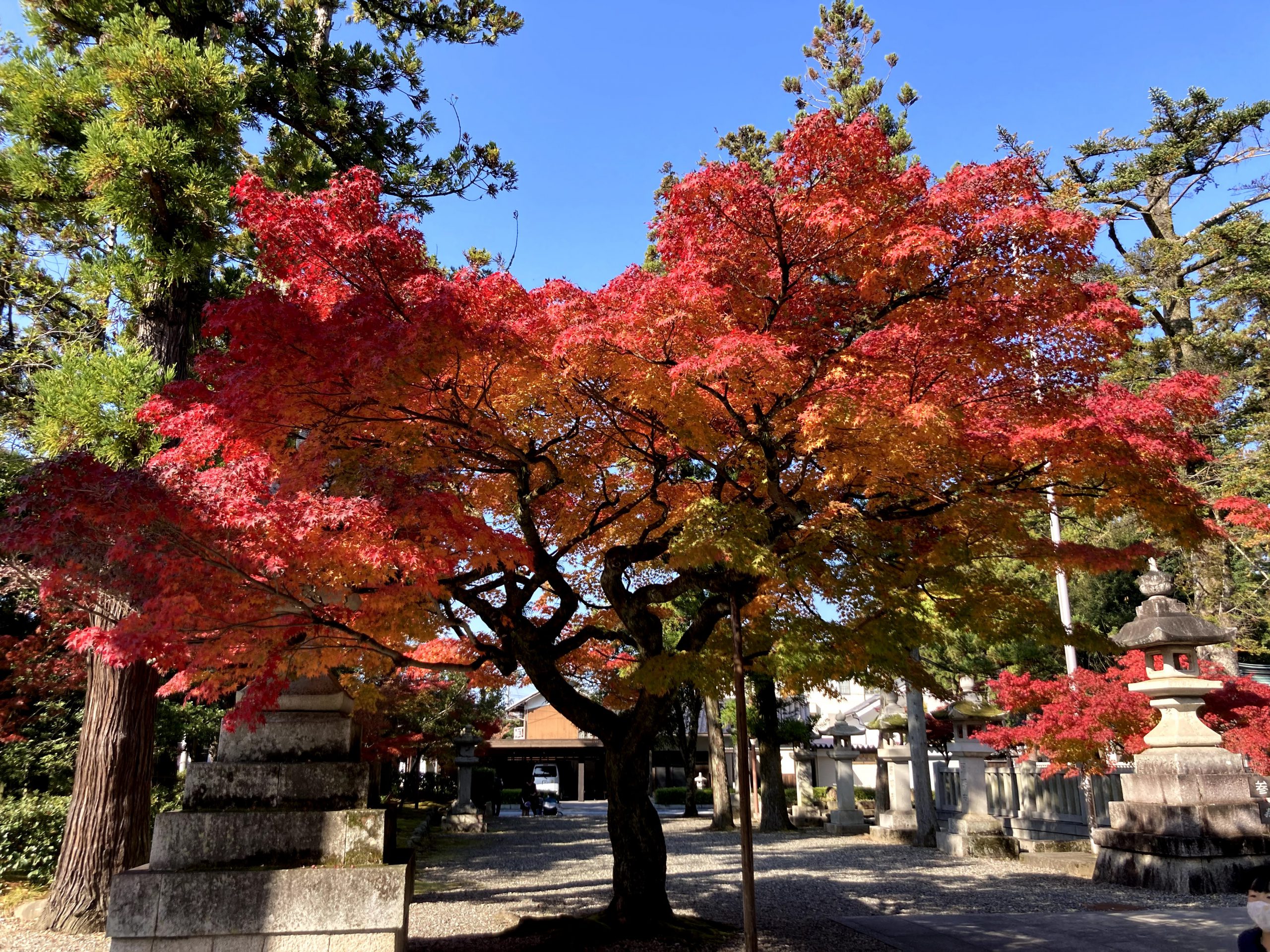 紅葉を満喫 滋賀県 多賀大社 永源寺 11 14 介護タクシー おおきなお世話