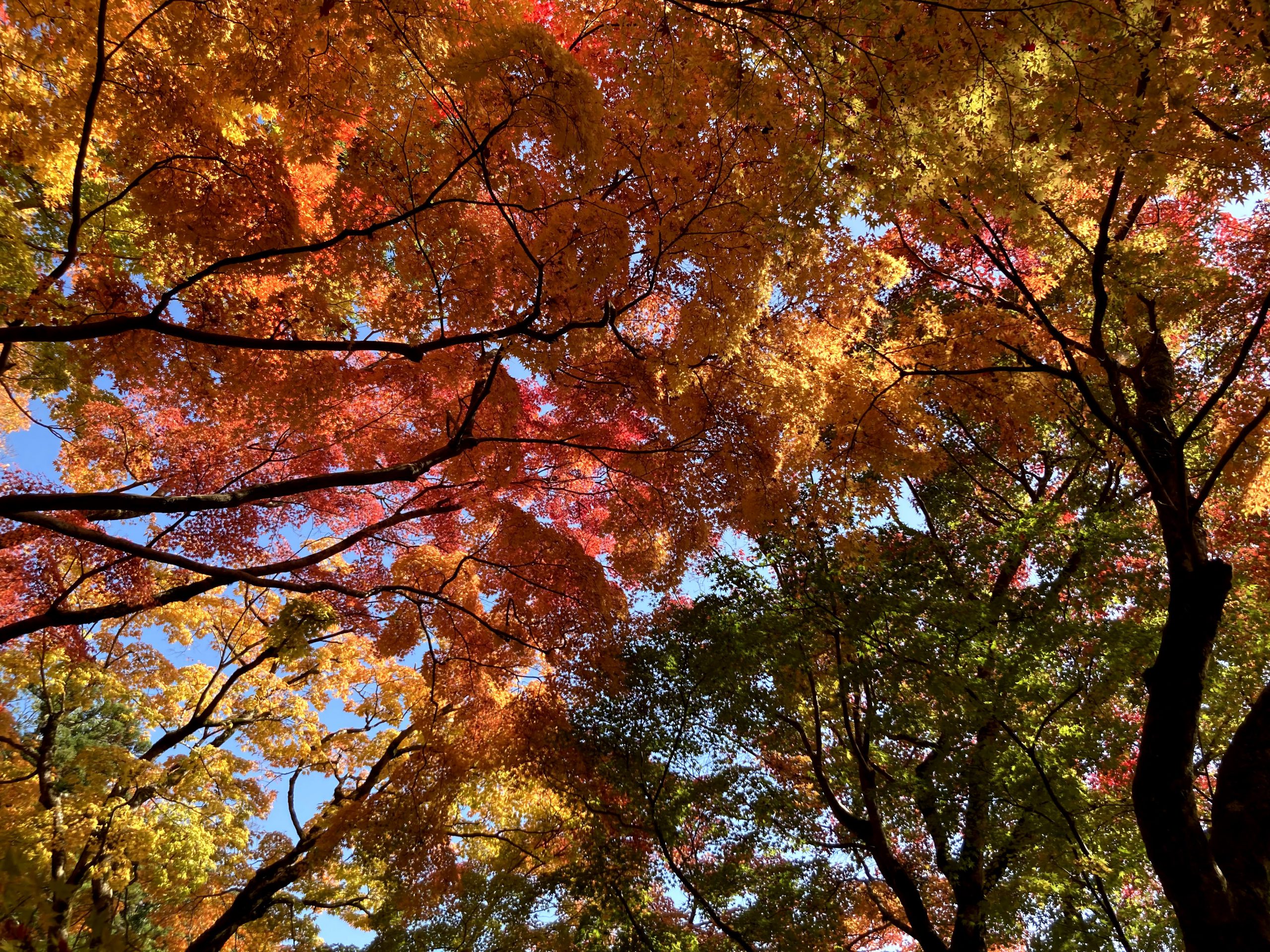 紅葉を満喫 滋賀県 多賀大社 永源寺 11 14 介護タクシー おおきなお世話